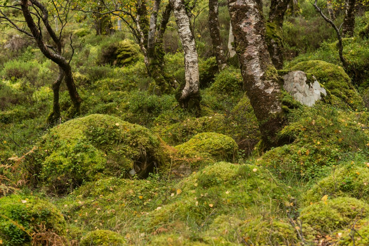 Join @WoodlandTrust and <a href="/CIEEMnet/">CIEEM</a> for a closer look at Shieldaig and Couldoran on June 2-3. This overnight networking event will explore existing rainforest and woodland creation plans across the two estates. Last few spaces available! events.cieem.net/Events/EventPa… 📷 Phil Formby