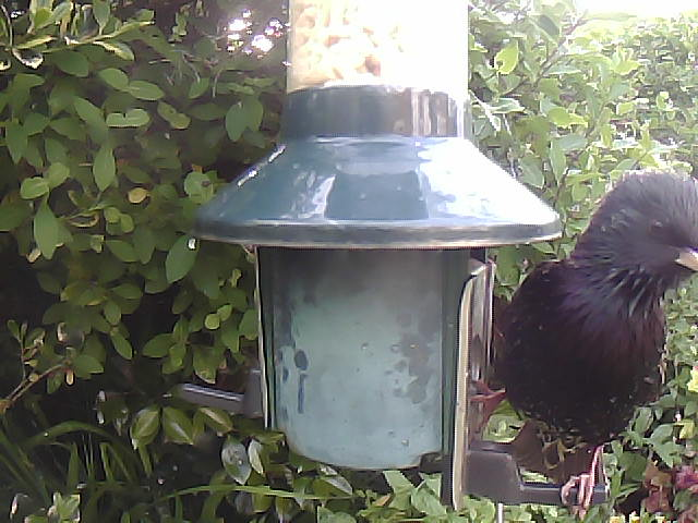 Birdfeederpic's tweet photo. Live WEBCAM:Cam1 Birdfeedercam Carlisle UK #Bigdata #Industry4 #Bird #Springwatch  #IOT  #Birdphotography #Naturephotography #Nature #cumbria 22/05/2023 19:27:30 https://t.co/IBDOcSuzos