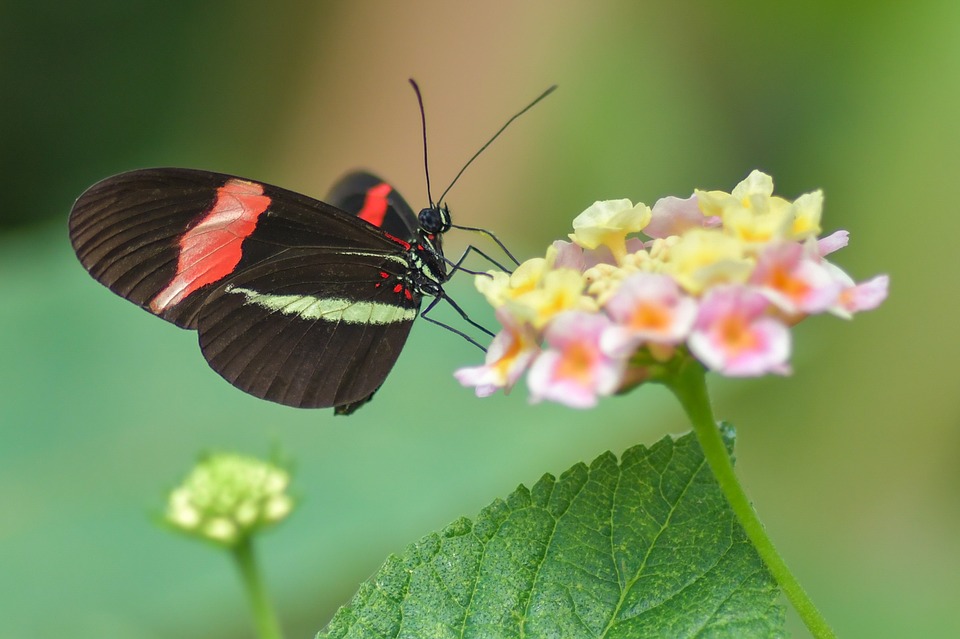 JeanetteJoy's tweet photo. Butterfly 85
.
#Nature
#JoyPublicity https://t.co/flneXaWlbw