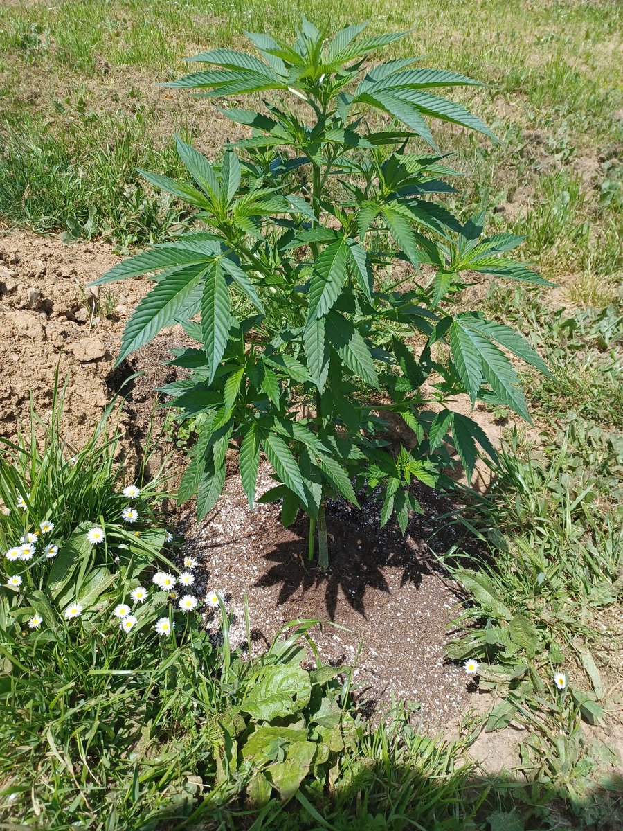 BlazeFcs's tweet photo. Good morning little one🫠😶‍🌫️ @dope_as_yola_ #CannabisCommunity #Cannabis #WeedSmoker #WeedLover #UkraineWar #loveUkraine https://t.co/gV1tOpotT7