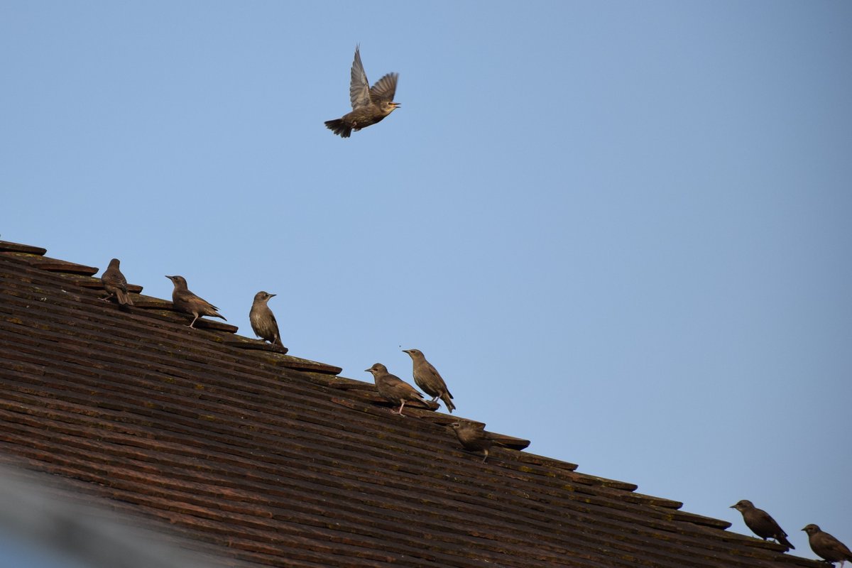 MyGarden_Uk's tweet photo. It's closed!!  It's closed!
Go back!!

#ShesBuying #AStairway #ToHeaven #Starlings #BeautifulBirds #Birds #Climbing #Murmaration #Mini https://t.co/5T0F0CsXIy