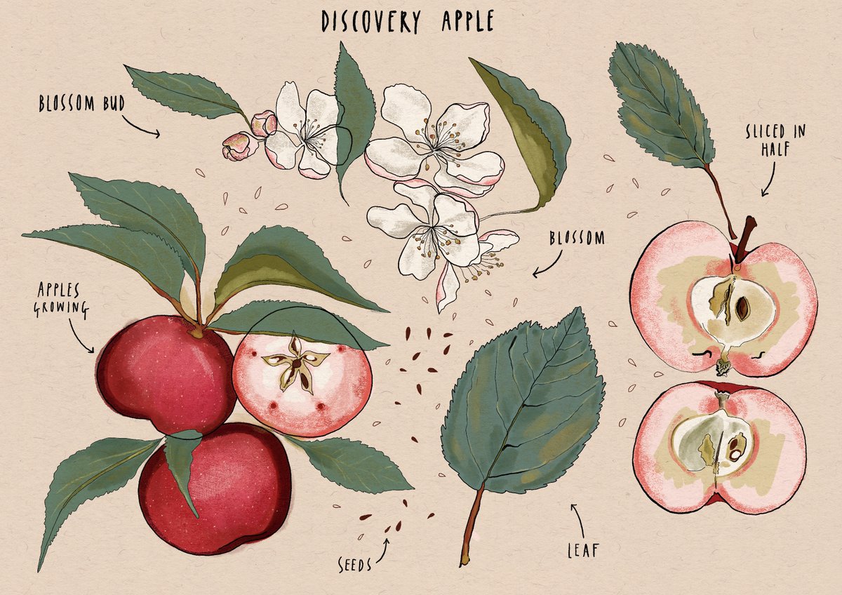Pellicle (@pelliclemag) on Twitter photo It's been a while but the next instalment of our Apple of my Eye series—in which <a href="/totalcurtis/">Matthew Curtis</a> looks at the Discovery apple, and enjoys some <a href="/NightingaleCidr/">Nightingale Cider Co</a> Wild Disco cider—is out today! With original artwork by <a href="/laurelmolly/">Laurel Parfitt</a>. Read it here:
pelliclemag.com/home/2023/5/15… It's been a while but the next instalment of our Apple of my Eye series—in which <a href="/totalcurtis/">Matthew Curtis</a> looks at the Discovery apple, and enjoys some <a href="/NightingaleCidr/">Nightingale Cider Co</a> Wild Disco cider—is out today! With original artwork by <a href="/laurelmolly/">Laurel Parfitt</a>. Read it here:
pelliclemag.com/home/2023/5/15…