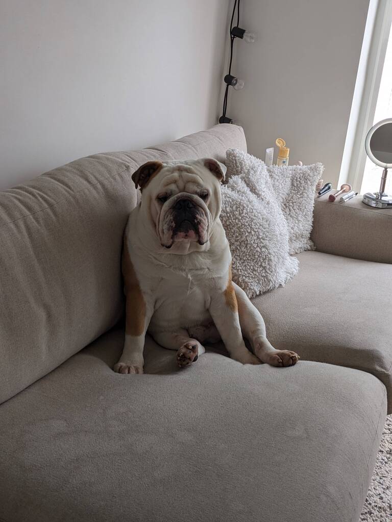 Bulldog Lover Worldwide (@BulldogsPuppies) / Posts / X