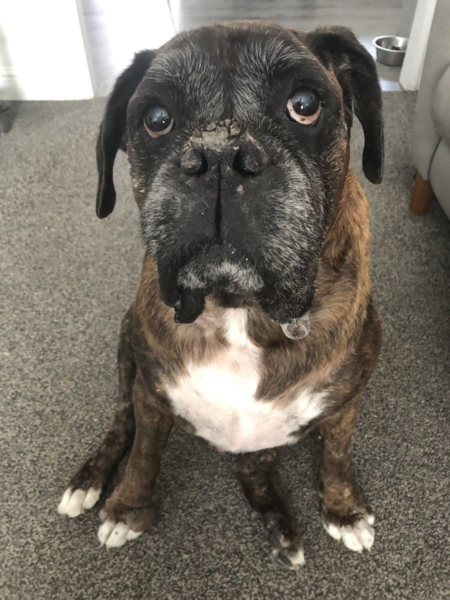 chezney100's tweet photo. Our gorgeous George has been suffering from seizures. He’s fine otherwise,  just a very old man &amp; scaring the s**t out of his mum 🙈😞 #poorlyboy #lovehim https://t.co/muD5B6eChr