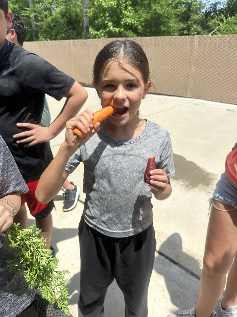 EarthLms's tweet photo. This class began the semester planting carrots and harvested them today. Nothing beats a carrot fresh out of the garden and washed off in the sprinkler. If you think kids don’t eat their veggies anymore you’d be incorrect as there were many trades &amp; bartering to get a giant 🥕! https://t.co/amhLgmQ0ym