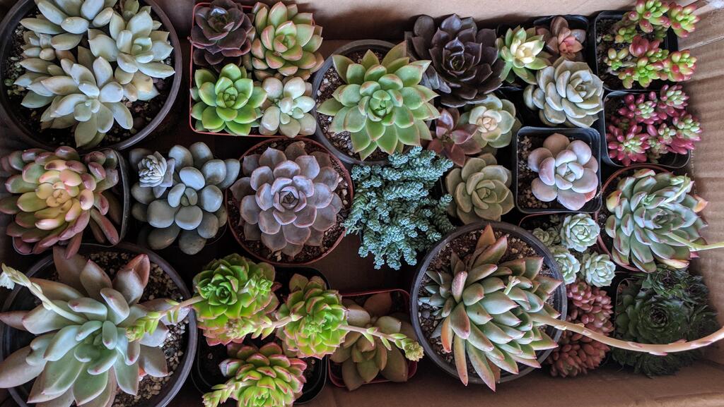 AirtonJobs's tweet photo. Couldn't help myself. A store was closing so i got all this for less than $40 via /r/succulents https://t.co/KxEb1rjyQN https://t.co/9ZMbjQ0Edj