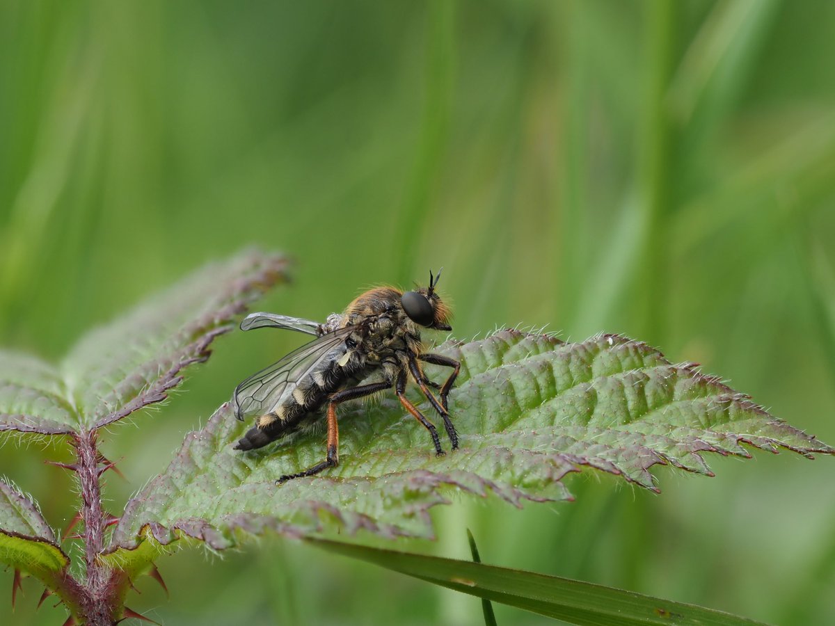 mixaeljones's tweet photo. I found this robberfly yesterday and I’m not quite sure what it is. The closest I can get to with a bit of research is female Slender-footed Robberfly (Leptarthrus brevirostis). Am I close? Thanks!

@SoldierfliesRS #Robberflies 
#Sheepleas @StevenFalk1 https://t.co/rlzZhNm2W2