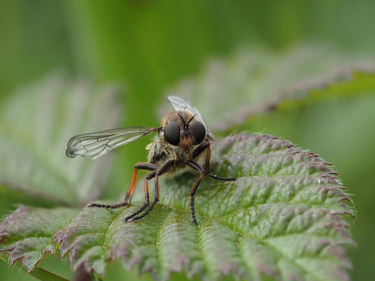 mixaeljones's tweet photo. I found this robberfly yesterday and I’m not quite sure what it is. The closest I can get to with a bit of research is female Slender-footed Robberfly (Leptarthrus brevirostis). Am I close? Thanks!

@SoldierfliesRS #Robberflies 
#Sheepleas @StevenFalk1 https://t.co/rlzZhNm2W2