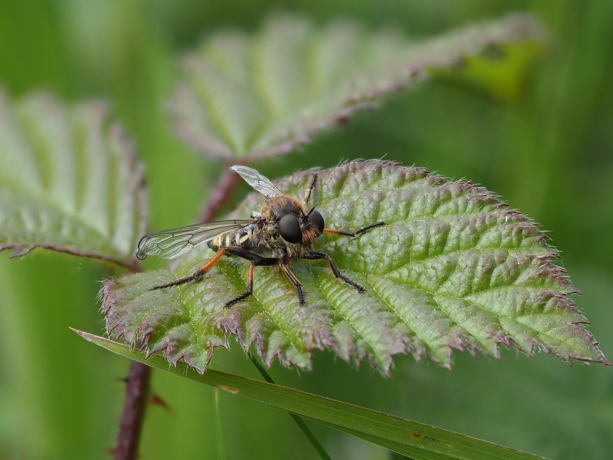 mixaeljones's tweet photo. I found this robberfly yesterday and I’m not quite sure what it is. The closest I can get to with a bit of research is female Slender-footed Robberfly (Leptarthrus brevirostis). Am I close? Thanks!

@SoldierfliesRS #Robberflies 
#Sheepleas @StevenFalk1 https://t.co/rlzZhNm2W2