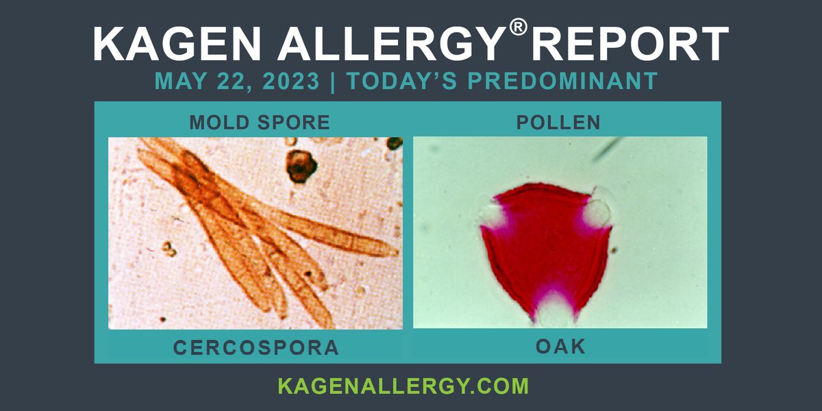 Today's predominant pollen and mold spore for #Wisconsin: May 22, 2023. Happy to see you. How may we help? kagenallergy.com/contact-the-te… #allergy #allergies #allergy #asthma #allergicreaction #asthmaattack