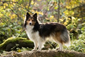 7 Best Dog Treadmill Products To Keep Your Sheltie In Shape ift.tt/aFnUmgh Zyra Capalac