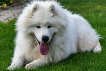 7 Best Dog Treadmill Products To Keep Your Samoyed In Shape ift.tt/3q0bo58 Zyra Capalac