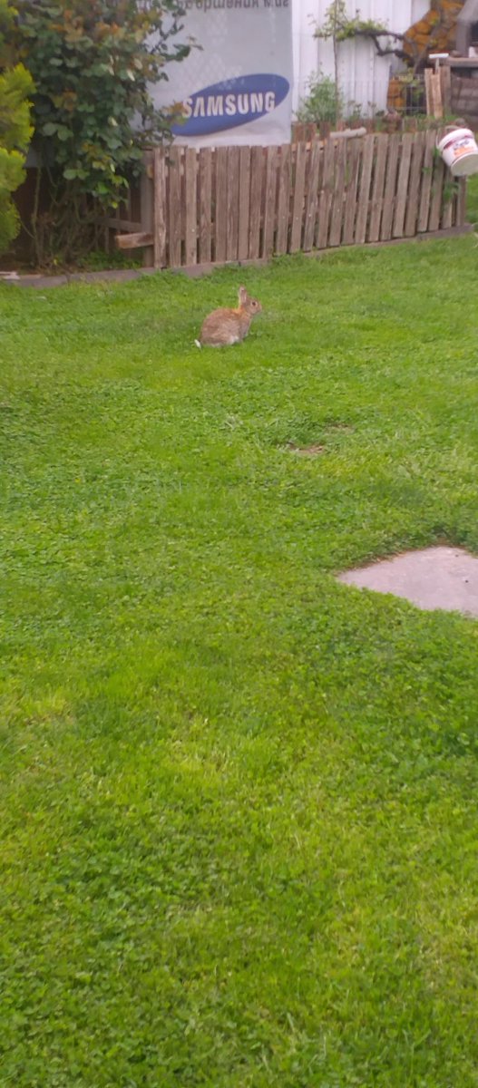 Is this a wild rabbit? rabbitvideos.com/107233/is-this… #Rabbits