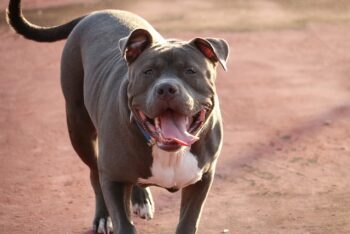 7 Best Dog Treadmill Products To Keep Your Pit Bull In Shape ift.tt/Fe9rKPk Zyra Capalac