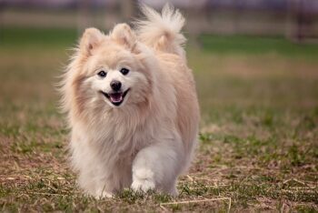 7 Best Dog Treadmill Products To Keep Your Pomeranian In Shape ift.tt/4ZYgGri Zyra Capalac