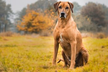 7 Best Dog Treadmill Products To Keep Your Rhodesian Ridgeback In Shape ift.tt/GSoC2Nr Zyra Capalac