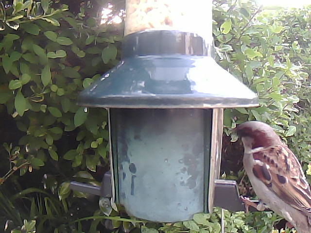 Birdfeederpic's tweet photo. Live WEBCAM:Cam1 Birdfeedercam Carlisle UK #Bigdata #Industry4 #Bird #Springwatch  #IOT  #Birdphotography #Naturephotography #Nature #cumbria 22/05/2023 19:43:12 https://t.co/wUeQfQvk7r