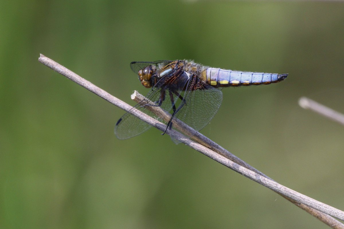 DanSh1elds's tweet photo. First dragonflies Iโve seen this year! Pennington Flash today โ๏ธ
#Dragonfly #fourspottedchaser #broadbodiedchaser #penningtonflash #Canon90D #Sigma150600 #Sharemysigma #springwatch @BDSdragonflies https://t.co/uIBWneqttl