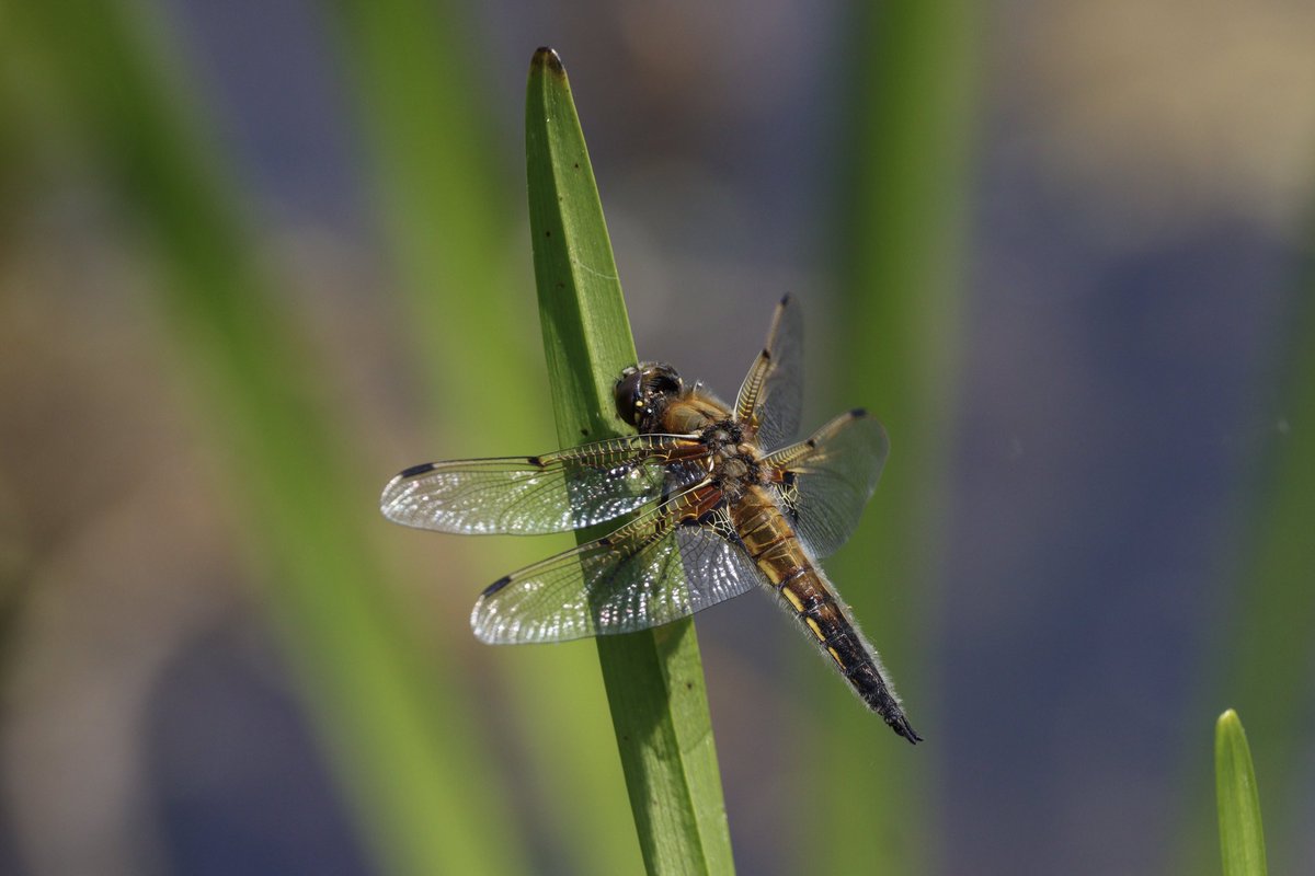 DanSh1elds's tweet photo. First dragonflies Iโve seen this year! Pennington Flash today โ๏ธ
#Dragonfly #fourspottedchaser #broadbodiedchaser #penningtonflash #Canon90D #Sigma150600 #Sharemysigma #springwatch @BDSdragonflies https://t.co/uIBWneqttl