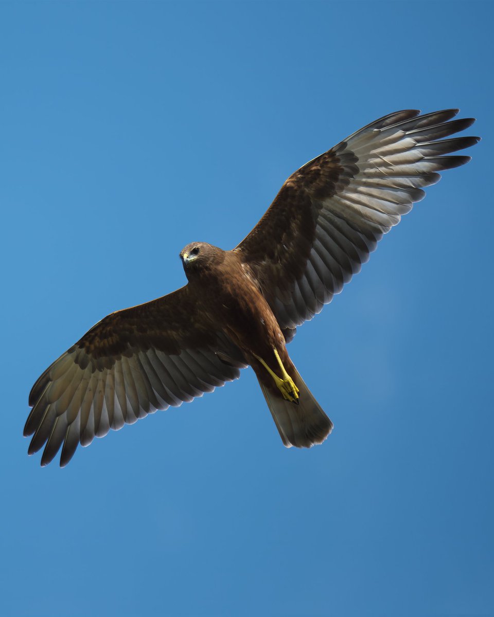 PestfreeToken's tweet photo. Meet the #pesteradication machine of the skies!

The swamp harrier hawk (#Kāhu) is a bird of prey.

#NZnative, their population is vast.

On the menu are possum, rabbit and hedgehog!

📷 @melymelo_photo
#hunter #roadkill  #harrier #hawk #newzelandbirds #native #PFT #pestfreetoken https://t.co/LFXgv6k1rA