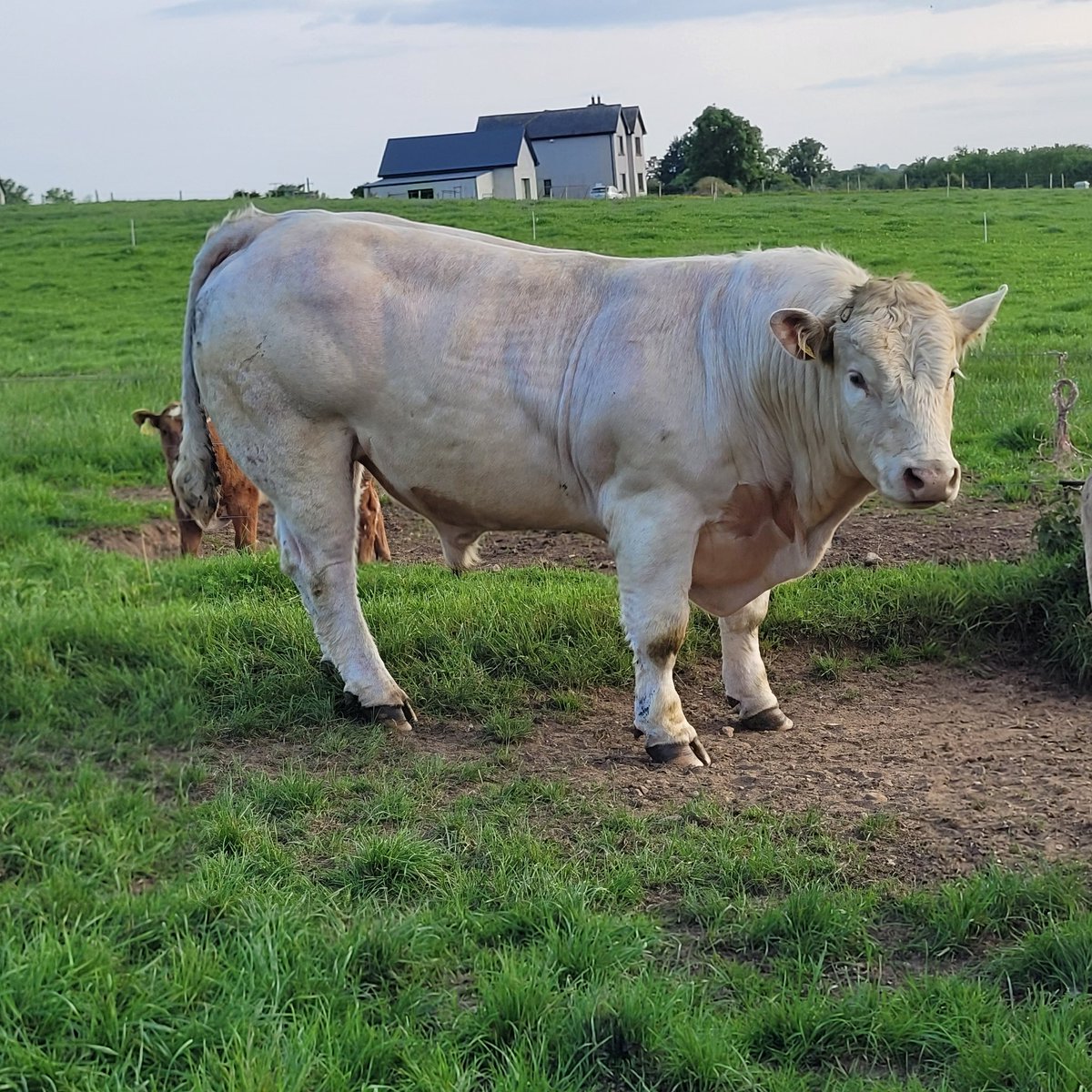 padraig_breen's tweet photo. My suckler herd is for sale in Tullow mart on Friday the 26th of May. All AI bred calves, cows are LMx or stabliser mostly 2nd calvers.Currently running with the 3y.o CH bull pictured Sale online via marteye retweets appreciated. https://t.co/ntJ9kHKGft