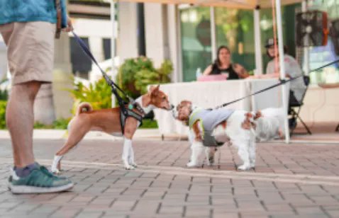 Almuoc's tweet image. Dog &amp;amp; Dog Interactions: Ah, the world-wide web and even books are a lovely thing. However, like all things in life there are also some sore spots about both of these venue buff.ly/3MyeaqR

 #dogblog #dogblogger #dogtips #dogtips101