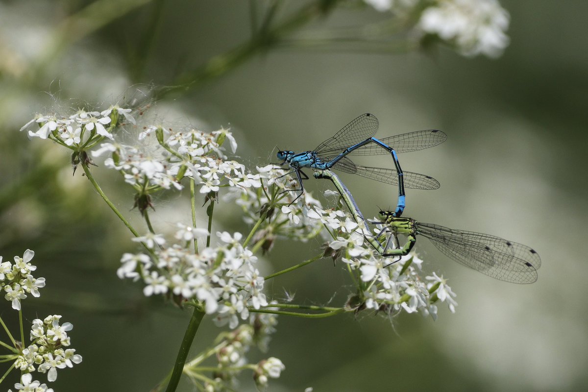 DanSh1elds's tweet photo. Damselflies at Pennington flash ☀️

#emeralddamselfly #azuredamselfly #damselfly #macrophotography #penningtonflash #Canon90D #Sigma150600 #Sharemysigma #Springwatch @BDSdragonflies https://t.co/PeVlxZmX4O