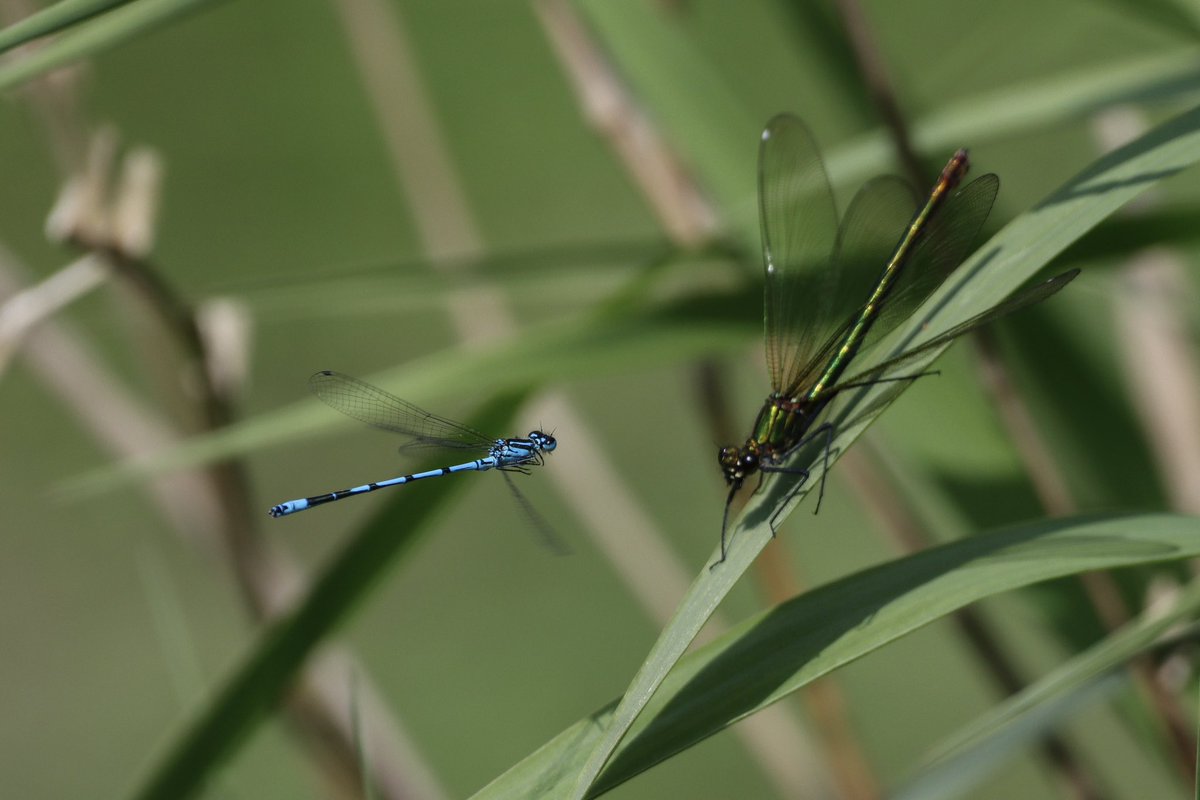 DanSh1elds's tweet photo. Damselflies at Pennington flash ☀️

#emeralddamselfly #azuredamselfly #damselfly #macrophotography #penningtonflash #Canon90D #Sigma150600 #Sharemysigma #Springwatch @BDSdragonflies https://t.co/PeVlxZmX4O