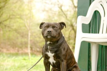 7 Best Dog Treadmill Products To Keep Your Staffordshire Bull Terrier In Shape ift.tt/qAWteIw Zyra Capalac
