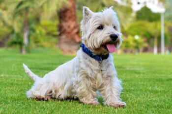 7 Best Dog Treadmill Products To Keep Your Westie In Shape ift.tt/aToVD4Y Zyra Capalac
