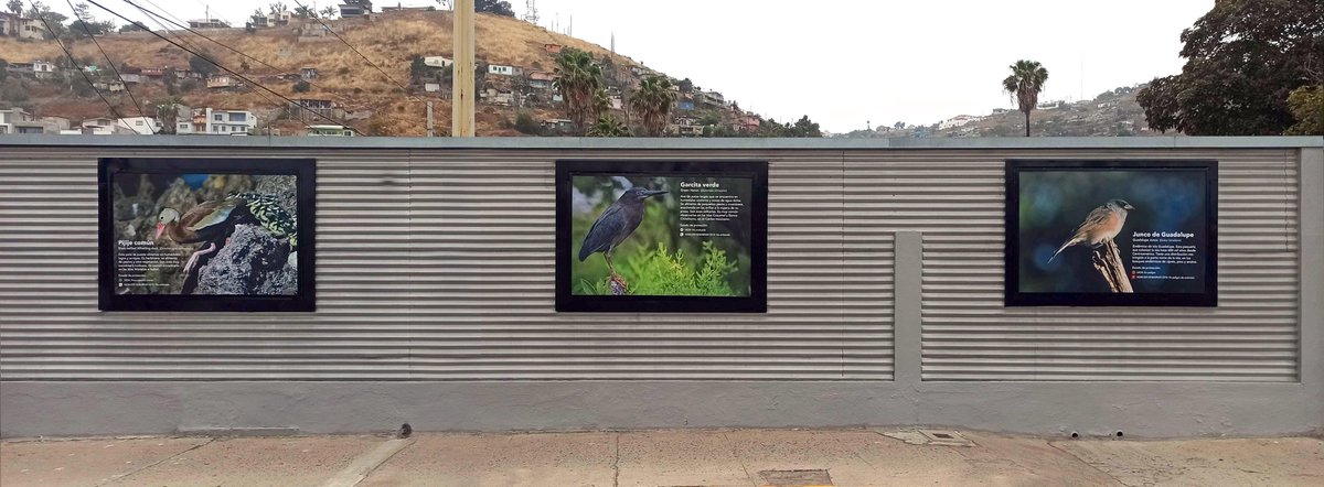 Conservación Islas tweet media