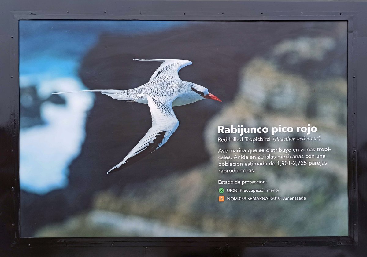 Conservación Islas tweet media