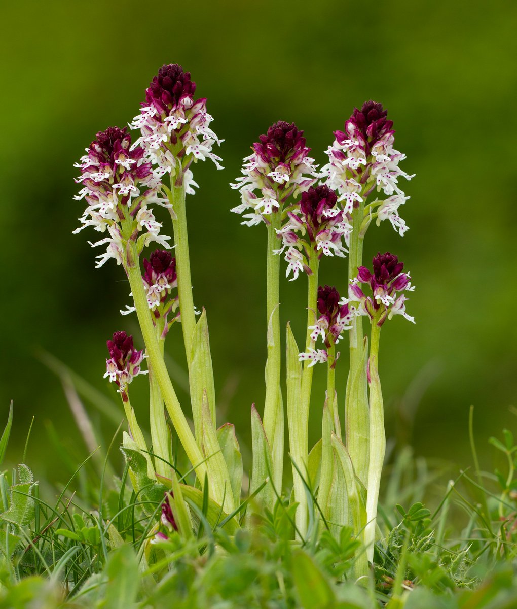 The stunning Burnt-tip Orchid today up on the chalk, still hanging on in dry unimproved and protected grassland. This beautiful little species has declined massively over the last fifty years due to habitat loss and destruction.