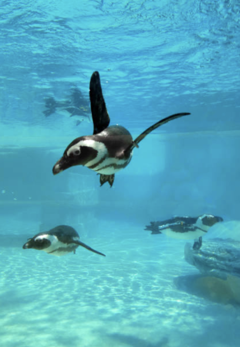 Be part of the solution to help African Penguin’s! Sign the petition: change.org/p/regional-fis… to mandate the use of management strategies to avoid bycatch of penguins and take into account their feeding grounds #39canimals #SaveTheAfricanPenguin