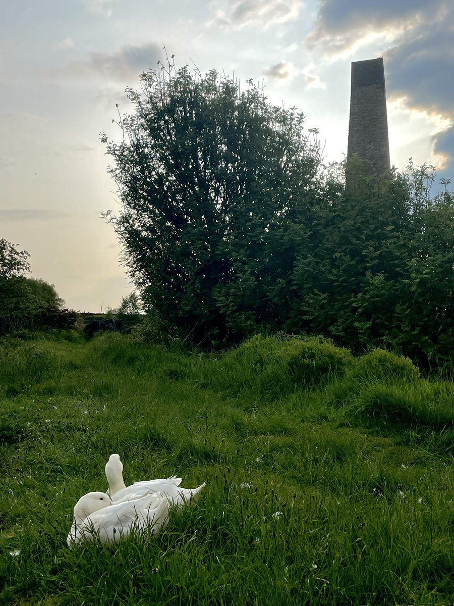 Two swans under Stone Edge Cupola this evening. 

The oldest free standing industrial chimney in Britain. 

#peakdistrict #stoneedge #oldestchimney