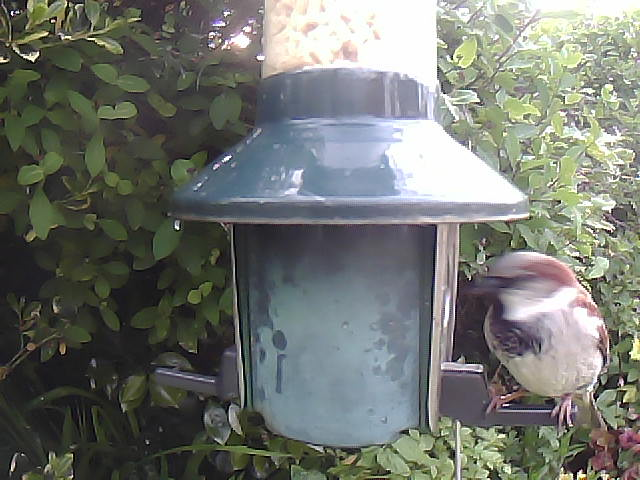 Birdfeederpic's tweet photo. Live WEBCAM:Cam1 Birdfeedercam Carlisle UK #Bigdata #Industry4 #Bird #Springwatch  #IOT  #Birdphotography #Naturephotography #Nature #cumbria 22/05/2023 19:55:26 https://t.co/rnD7uyD30L