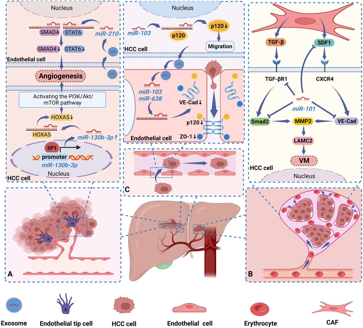 Interesting review of the role of miRNAs on #hepatocarcinoma, these can regulate #progression by affecting the blood vessels of tumors.
@OncoLucus @oncotwitts @oncologician 
frontiersin.org/articles/10.33…