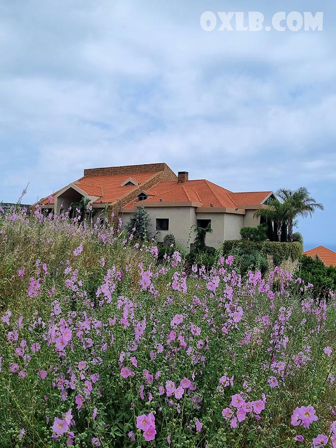 Khattmiyi / Hollyhock flower... when summer is near, these flowers appear... Summer is at the door... Image was taken in Edde Jbeil Byblos

OxLb.com

#flower #flowers #nameofflower #flowername #lebanon #edde #byblos #jbeil #byblos #nature #summer #hollyhock