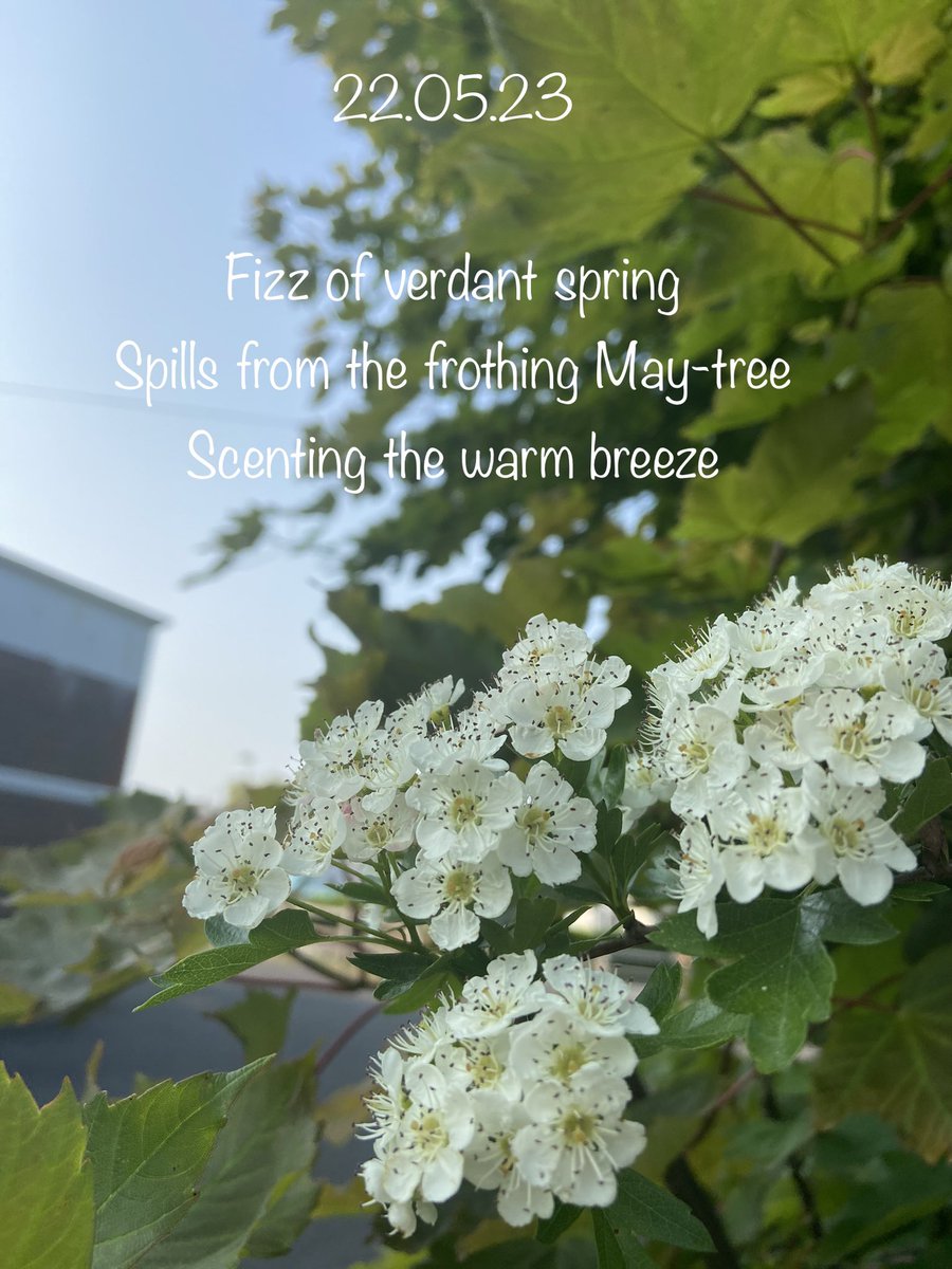 #haiku #3lines #amwriting #micropoetry #poetry #poetrycommunity #poetrylovers #writers #writerscommunity #writersoftwitter #WritingCommunity