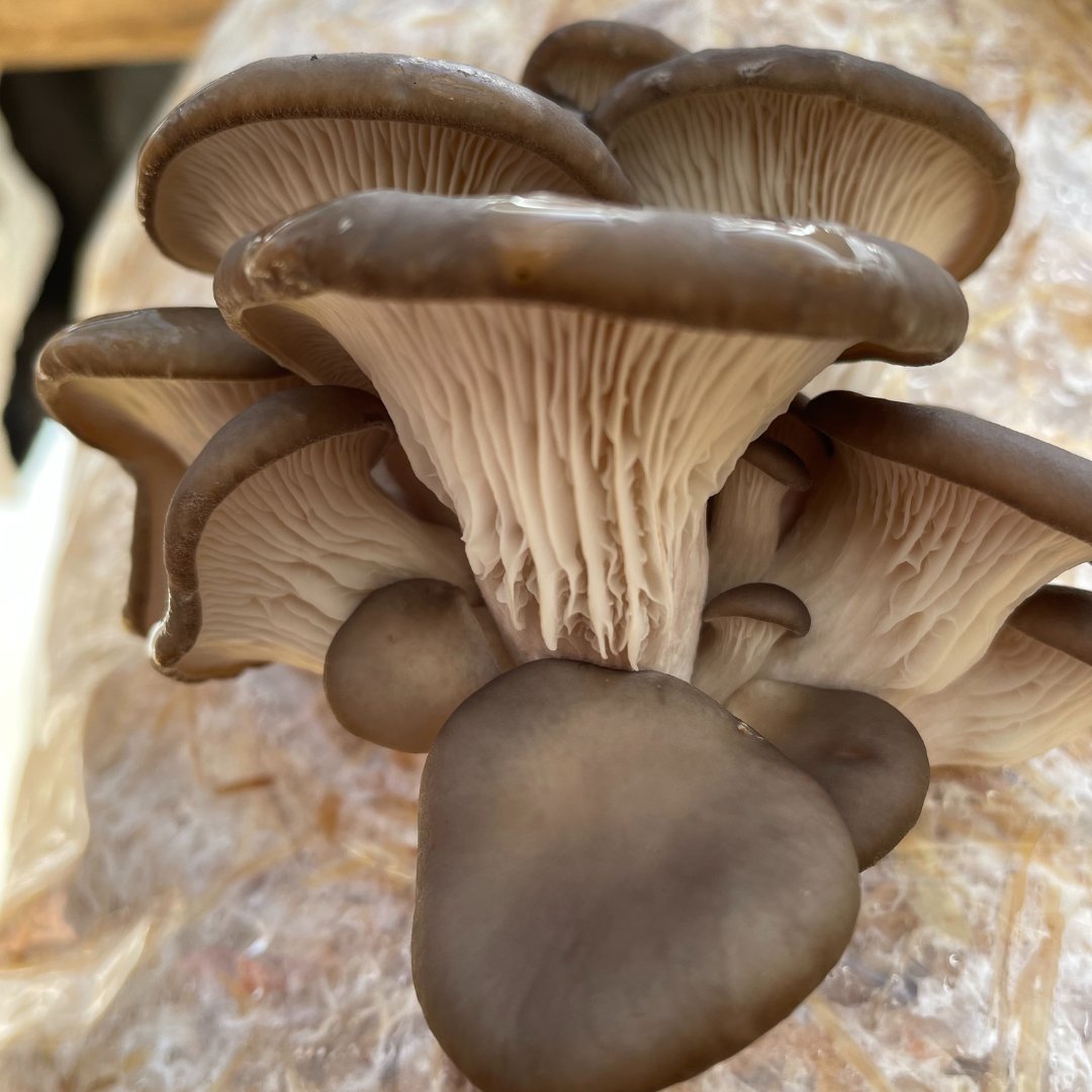 The 577 Foundation tweet media