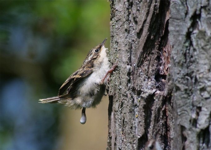 Eurasian Treecreeper nest