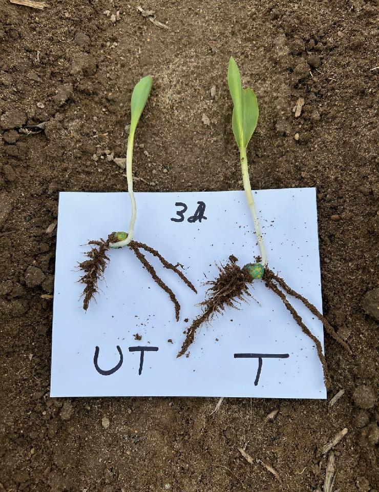 MeristemAg's tweet photo. Revline Hopper Throttle is out in full force! Check out the emergents we’re seeing in fields across the country. Contact your local Meristem dealer if you’re interested in boosting your planter treatment as well! 🌱 #MoreBushelsForLess #NutrientUseEfficiency https://t.co/6ijyQ2QLdm