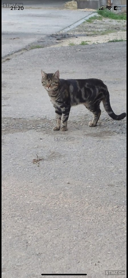 stmz_ch's tweet image. #Katze #vermisst stmz.ch/306603 4852 #Rothrist männlich getigert Schwarz Grau Beige/Golden kurzhaar