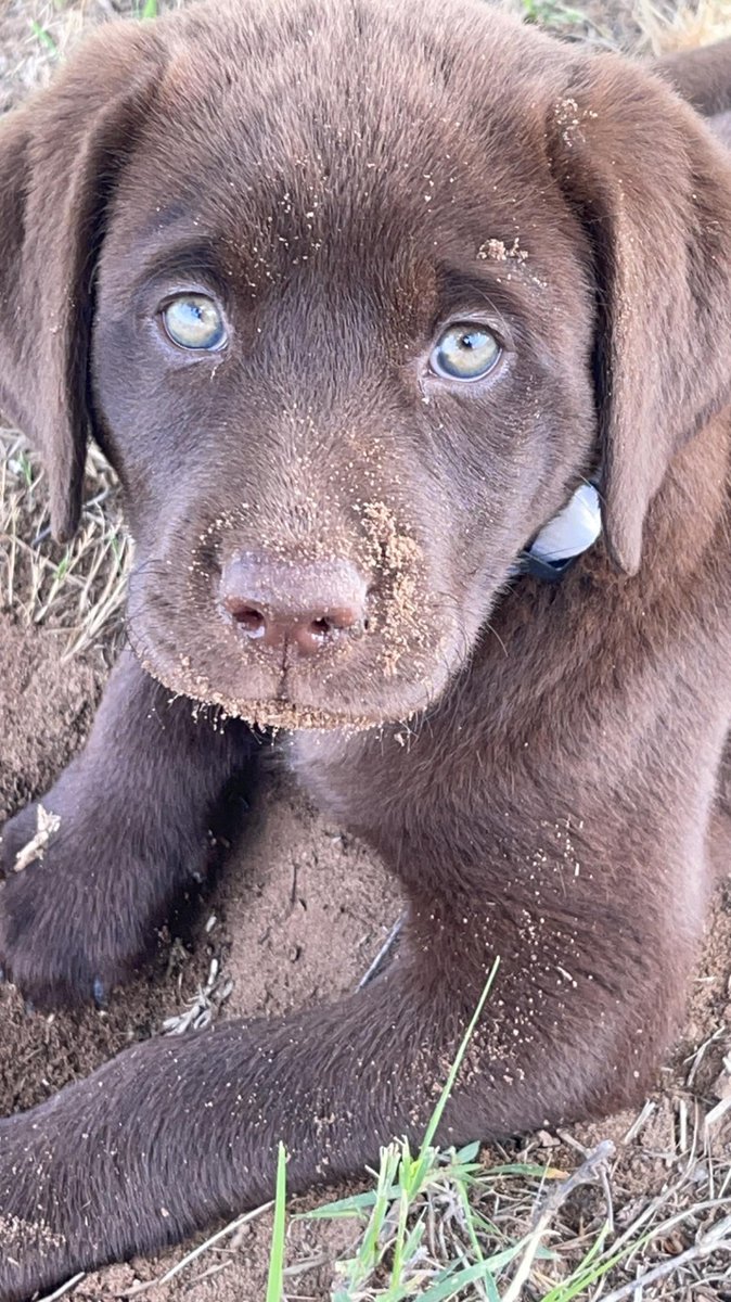 My puppy after digging for the first time. #friend