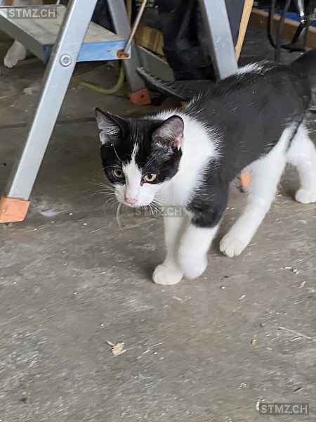 stmz_ch's tweet image. #Katze #vermisst stmz.ch/306604 6105 #Schachen LU männlich gefleckt Schwarz Weiss kurzhaar