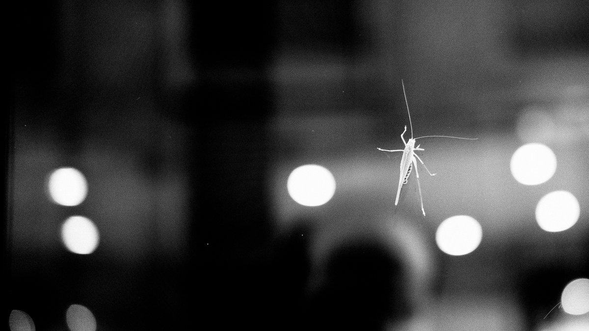 Milanese dreams.
#streetphotography #ricohgrIII #bnwphoto