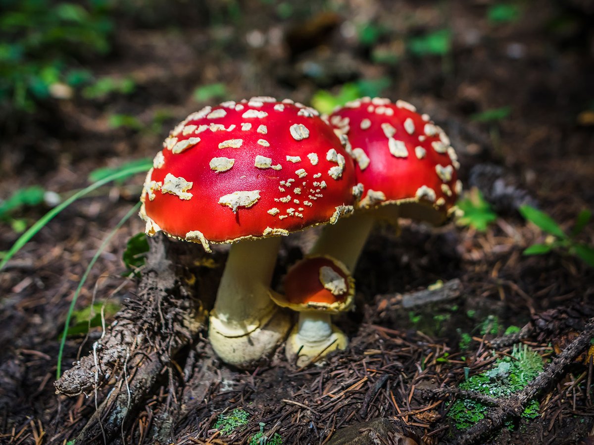 LostKatPhoto's tweet photo. Can anyone explain why this photo isn't more popular? It's literally the cutest little family of amanita mushrooms! I want it printed on my face. https://t.co/zpYFsaO61n