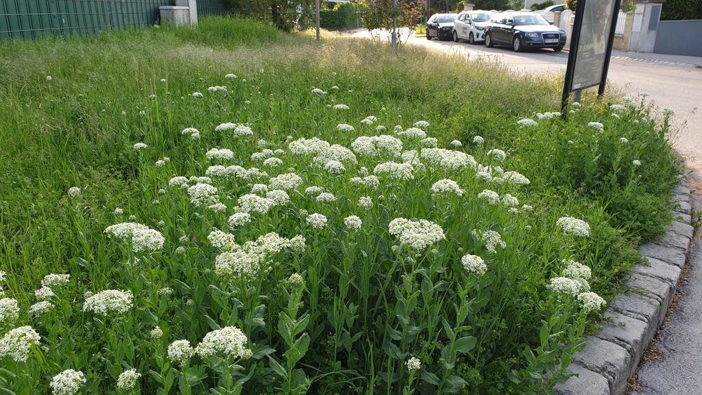 NatureSpotsApp's tweet photo. #Otherspecies #UrbanandGarden  in a Flowerbed #habitat  🦔  Link: https://t.co/Mcvf1jOwc2 🌻 Get the @NatureSpotsApp on https://t.co/hwNqbFxUMt and and start exploring #nature! 💚 "So geht's auch @stadt_wien - danke Groß Enzersdorf! #nomowmay #wien" says Ka vonSeiten about thi… https://t.co/6qgW7ORRHm