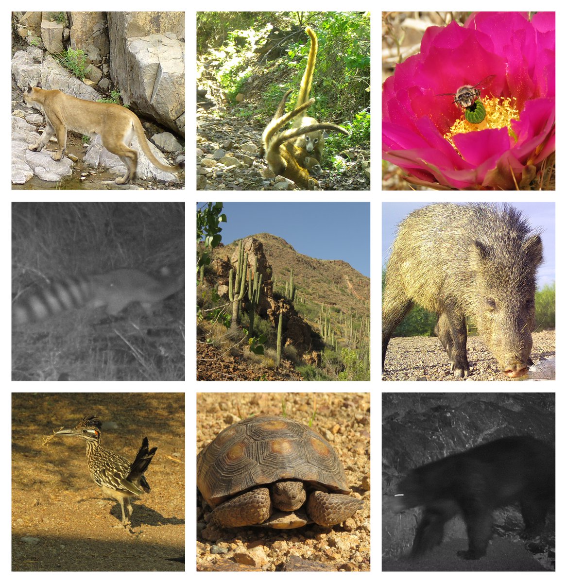 It’s #BiodiversityDay2023! 

One of the most biodiverse & magical areas of the U.S. Sonoran Desert is under threat by Canadian company Faraday Copper with its 6 planned pit mines/1 block-cave mine, threatening ALL this #biodiversity and SO much more.  Please RT. #SaveOurDesert