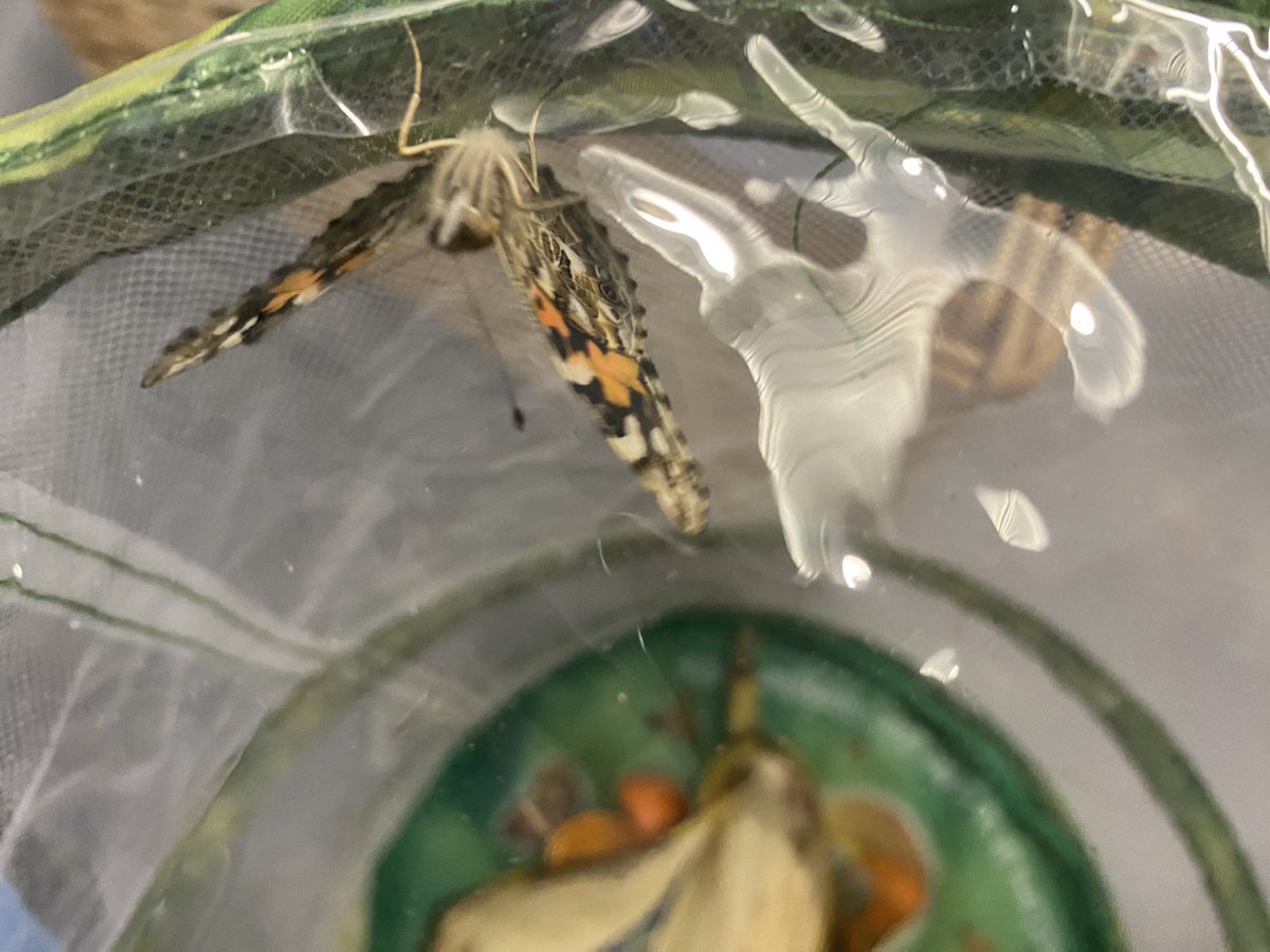 mrs_d_teacher's tweet image. We finally have some of our butterflies emerging from their cocoons. My class are so excited.
Been a great lifecycle to observe these last few weeks. 
#butterflylifecycle 
#caterpillartobutterfly #year2science